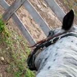 Trail Riding at the Marriott Ranch in Virginia