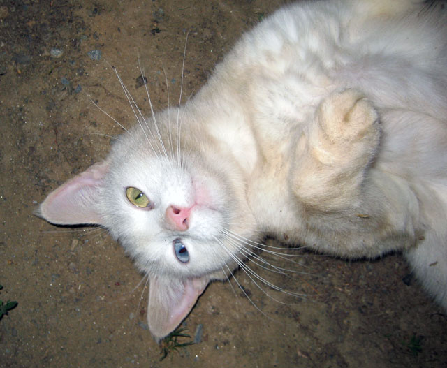 What Happens when a White Cat takes a Dirt Bath