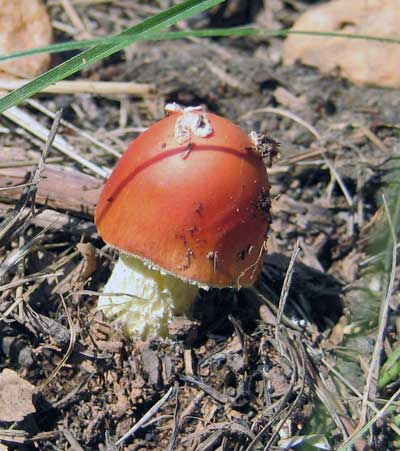 Mushrooms grow where elves danced