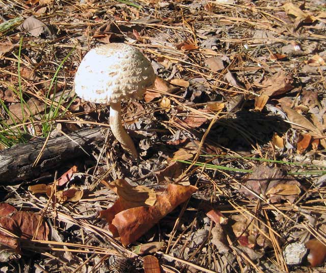 A mushroom and weekend reading links: 15 October 2010