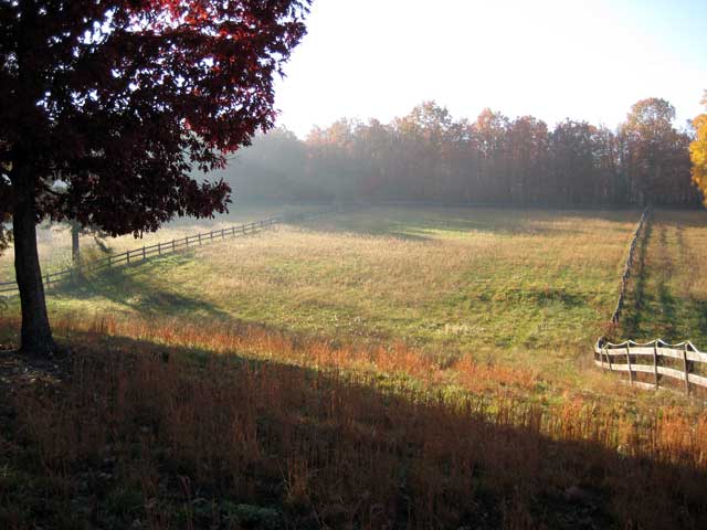 Morning pasture and weekend reading links, 19 November 2010