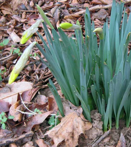 Daffodils and weekend reading links