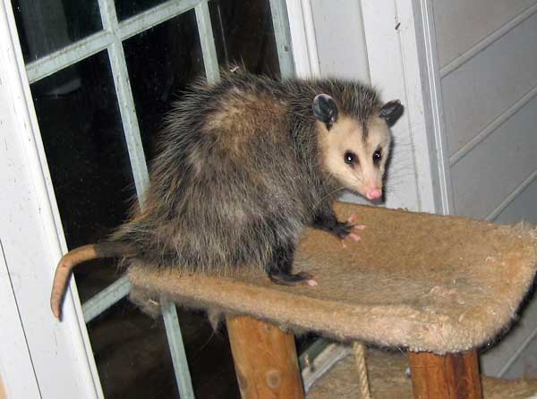 Possum in da house and weekend reading links 5 February 2011