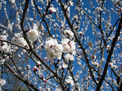 Apricot blossoms and galumphing through the Internet