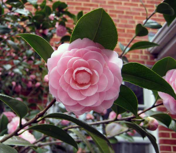 A camellia and galumphing through the Internet