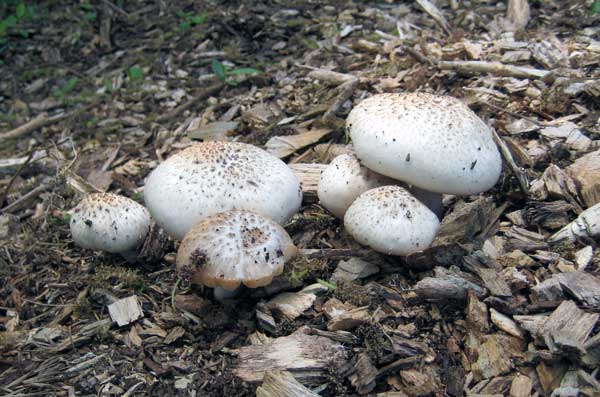 Mushrooms on the mulch pile and galumphing through the Internet