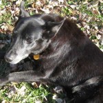 My dog has died. Diamond: December 1996 -- January 2012