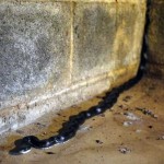 What happened when I found a snake in the basement